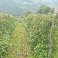 Prijepolje među pet opština u Srbiji po proizvodnji maline