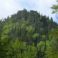 Pančićeva omorika pred nestankom! Lepotica sa Tare ne može da se nosi sa klimatskim promenama, ali to nije sve: Nešto se…