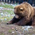 Užas na pravoslavnom groblju Gladni medved raskopao grobove, jeo ljudske ostatke, snimak je jeziv