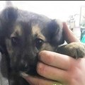 Štene kojem su nepoznate osobe spalile šape u Kraljevu traži dom