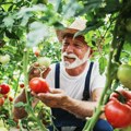 Uz jedan trik paradajz može da rodi duplo tokom sezone, a caka je isključivo u sadnji