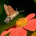 U Angoli otkriveni novi insekti i pauci neobičnih boja i oblika
