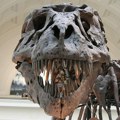 FOTO: Pronađeni prvi poznati otisci stopala odraslog tiranosaurusa reksa