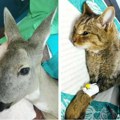 Niški „Zoo planet“ zbrinuo povređenu srnu i spasio divljeg mačka