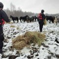Velika operacija spasavanja u toku! Krave sa Krčedinske ade evakuišu skelom, problem su divlji konji