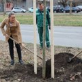 Na Limanu posađeno 28 koprivića: Akcija ozelenjavanja Novog Sada, narednih pet godina grad dobija 6.000 stabala