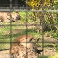 Dve ženke pegavih hijena stigle u Zoo vrt Palić - vladaće čoporom
