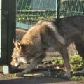 Muškarac zlostavljao pse i vukove, 69 životinja držao u očajnim uslovima: Užas u Splitu