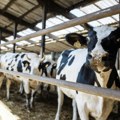 Glamočić: Povećati subvencije za stočarstvo, to bi podiglo i cene žitarica