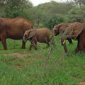 Zemlje južne Afrike teže da prodaju slonovaču vrednu milijardu dolara