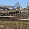 Dobre vesti za hipodrom: Uskoro stižu četiri nova konja