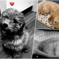 Uznemirujuće! Beograđanka van sebe zbog strašne smrti ljubimca! Tvrdi da je za sve kriv grumer, veterinar otkrio užasnu…