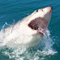 Otkrivena najveća bela ajkula ikada u atlantiku! Zver od 4,3 metara, teška čak 750 kg! Primećena kod poznatog primorskog grada…