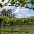 U srcu Šumadije prodaje se plac za 24.000 evra: Ima više od 40 ari, asfalt do parcele i odličnu lokaciju između Beograda i…