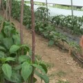 U Vesninoj bašti raste najskuplja paprika na svetu: Za kilogram "Ahi čarapite" plaćaju i do 20.000 dolara