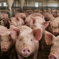 Drama u Sremu: Zbog afričke kuge biće eutanazirano 11.000 svinja, šteta veća od 1,5 miliona evra