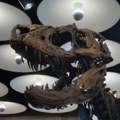 Neviđena borba na aukciji: Fosil dinosaurusa "Džodi" prodat za 47,3 miliona dolara (video)