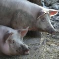 Ministarstvo poljoprivrede: Na 918 gazdinstava potvrđeno 1.363 slučaja afričke kuge svinja, uginule 662 svinje