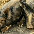 Afrička kuga stigla i u Mačvu: Do sada ubijeno 20.738 svinja