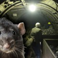 Evo u kakvom je stanju srpski rudar zaražen mišjom groznicom: Hitno prevezen u Kragujevac u teškom stanju, doktori otkrili…