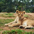Pronađeno mladunče lava na putu u Subotici