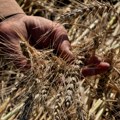 Žetva pšenice već početkom juna, a silosi puni starog roda – kako sačuvati kvalitet hlebnog zrna