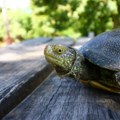Biolozi istražuju ugroženost barskih kornjača u Srbiji: Treba im milion dinara za opremu