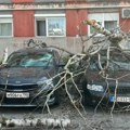 Stablo se obrušilo na automobile: Jeziva scena dočekala stanare u Novom Sadu, šoferka pukla, vozila izgrebana (foto)