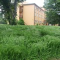 Sombor nepokošen, vazduh zasićen polenom