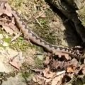 Za dva meseca 8 ujeda zmija u ovom gradu: Svi završili u bolnici, poznato i ko je najviše na udaru