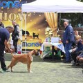 Sibirski haski iz Sombora pobednik međunarodne izložbe pasa u Vranju