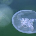 Upozorenje za kupače na Jadranu: More preplavile opasne meduze