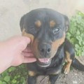 Rotkvica traži dom pun ljubavi i čeka svoju drugu šansu, a možda baš vi možete da joj je pružite? Ljubitelji životinja i…