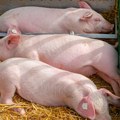 Obori prazni, čeka se isplata: Koliko traje procedura obeštećenja za usmrćene svinje zbog afričke kuge?