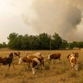 Samo u 7 dana evidentirano 900 požara na otvorenom: Ponovo zasedao Štab, evo kakva je situacija na Dunavu