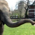 Tvigi do kraja bila pred posetiocima Evo kako je slonica iz beogradskog Zoo vrta provela svoj poslednji dan