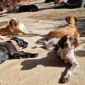 Udomljavanje pasa u Gradskom prihvatilištu Niš: Proširenje kapaciteta i nova nada za lutalice