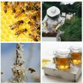 Nije dobro Zahlađenje negativno uticalo na pčele Evo šta to znači za potrošače, da li će biti dovoljno meda i po kojoj…