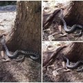 (Foto, video) ogroman poskok na Pešteru Sabahudin se sreo oči u oči sa opasnom zmijom dugom preko jednog metra, sada ih ima…