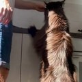 (Video) Mačak Zevs je internet atrakcija Snimak njegovog vlasnika pogledalo 11 miliona ljudi, svi frapirani Zevsom