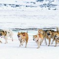 Trka sa psećim zapregama novi povod za tenzije između SAD i Grenlanda