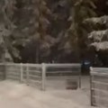 Bajkoviti prizori sa srpske planine! Sneg uveliko veje, od krupnih pahulja ne vidi se prst pred okom (video)