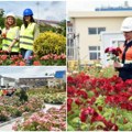 Kad industrijski otpad zamiriše! U srcu borske topionice procvetao jedinstven ružičnjak. Ziđin Koper na Svetski dan zaštite…