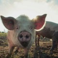Srbija na listi zemalja koje ispunjavaju nove standarde EU za upotrebu veterinarskih lekova