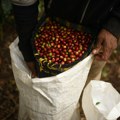 Kafa i šećer i dalje poskupljuju zbog nepovoljnih vremenskih prilika