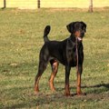 Horor u Boljevcima: Dobermani izujedali ženu