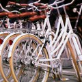 Kako je Novi Sad postao prestonica biciklizma? 50 hiljada Novosađana vozi bicikl,a sad slave veliku godišnjicu