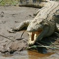 Kad su ga pojeli, svi su bili veseli: Australijanci rešili problem krokodila koji je terorisao grad