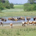 Organsko stočarstvo u Vojvodini Da jedemo zdravo meso bez antibiotika i hormona potražnja na domaćem i evropskom tržištu…