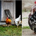 (Foto) Bosanci osvetlali obraz regionu! Ovo su prosečne veličine penisa širom sveta Evo koju veličinu gaćica kupuju Srbi